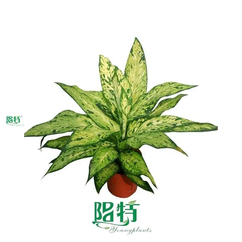 Youngplants |  dieffenbachia bright star  1