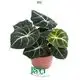 Custom alocasia polly  Manufacturer | Youngplants 1