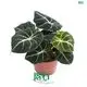 Youngplants |  alocasia plant 1 1