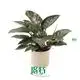 Custom philodendron seedlings  Manufacturer | Youngplants 1