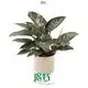 philodendron seedlings at Wholesale Prices | Youngplants1 1