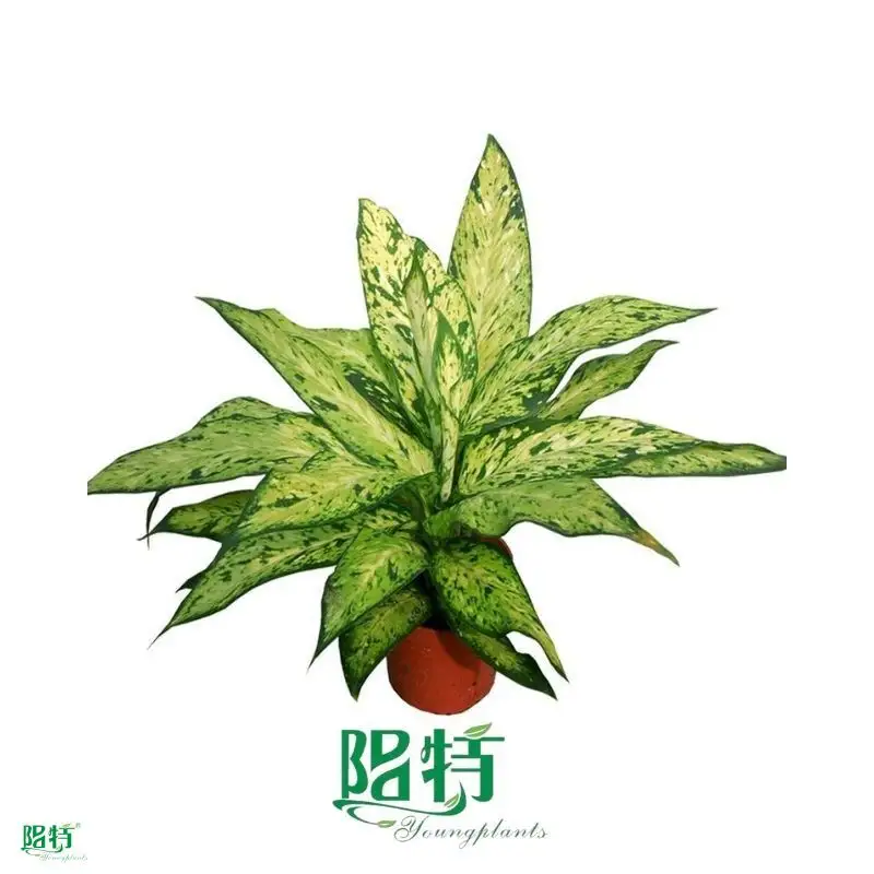 Youngplants |  dieffenbachia reflector  1