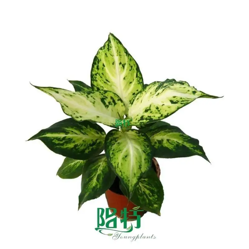 Hot-selling dieffenbachia maculata Supply | Youngplants 1