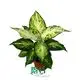 Hot-selling dieffenbachia maculata Supply | Youngplants 1