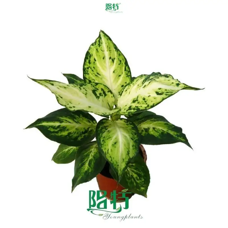 Youngplants | Wholesale dieffenbachia star bright Supply 1