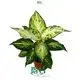 Youngplants | Wholesale dieffenbachia star bright Supply 1