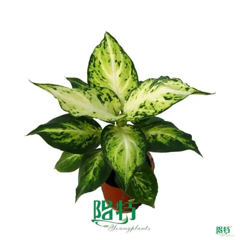 Wholesale dieffenbachia tropic Manufacturers | Youngplants 1