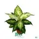 Wholesale dieffenbachia tropic Manufacturers | Youngplants 1