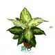 Custom dieffenbachia star bright care  Manufacturer | Youngplants1 1