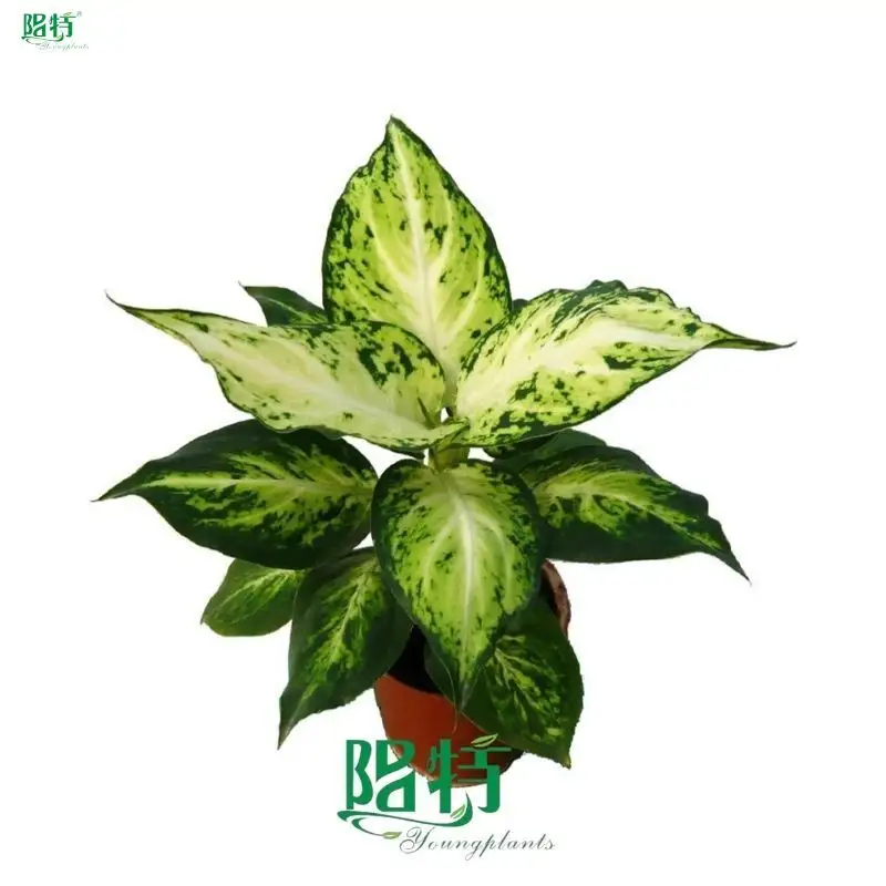  clusia  | Youngplants 1