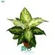  clusia  | Youngplants 1