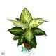 Custom dieffenbachia care  Manufacturer | Youngplants 1