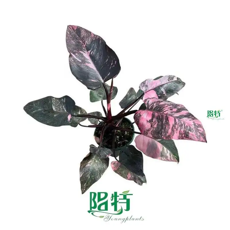 Philodendron Erubescens 'Pink Princess Marble' - Low Light Adaptation
 1