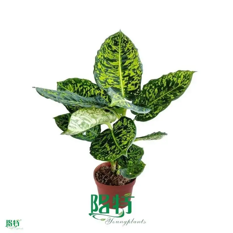 Hot-Sale dieffenbachia camilla Factory | Youngplants 1