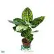 Hot-Sale dieffenbachia camilla Factory | Youngplants 1