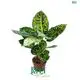 Custom dieffenbachia varieties  Manufacturer | Youngplants 1