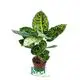 dieffenbachia bright star at Wholesale Prices | Youngplants 1