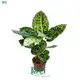  dieffenbachia bright star  | Youngplants 1