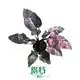 Custom philodendron selloum seedling  Manufacturer | Youngplants 1