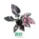  buy philodendron  | Youngplants 1