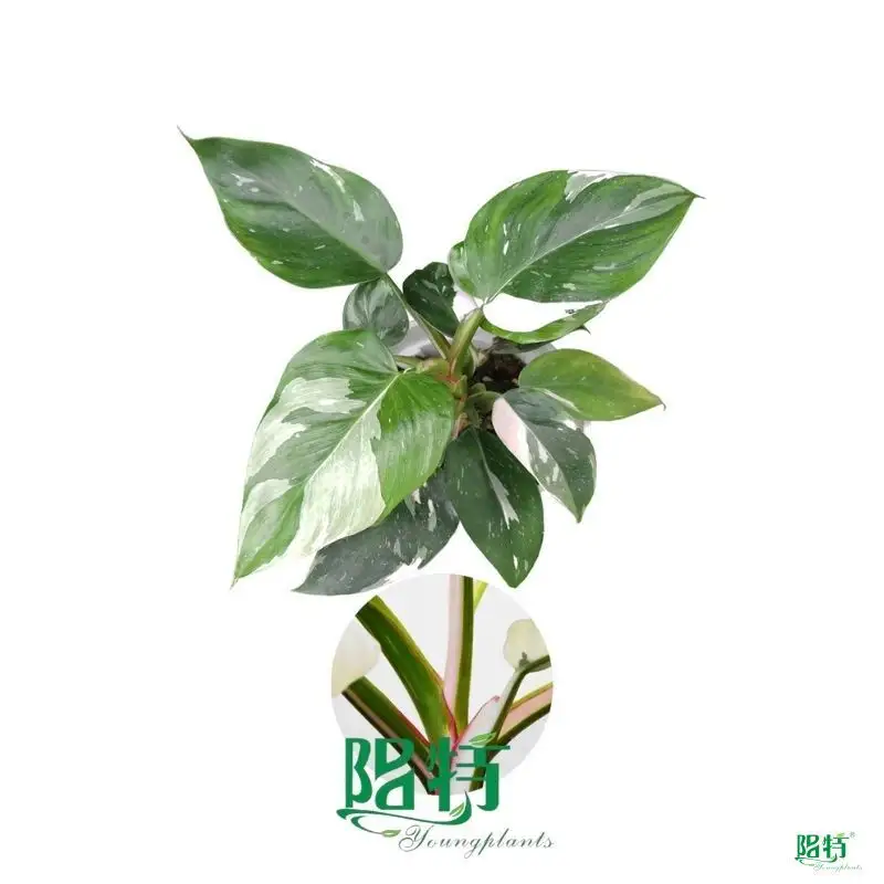 Hot-selling philo xanadu Company | Youngplants 1