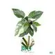 Hot-selling philo xanadu Company | Youngplants 1