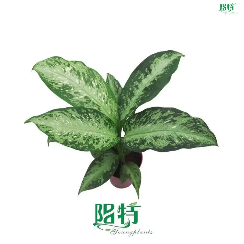 Custom dieffenbachia types  Manufacturer | Youngplants 1