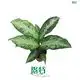 Custom dieffenbachia types  Manufacturer | Youngplants 1