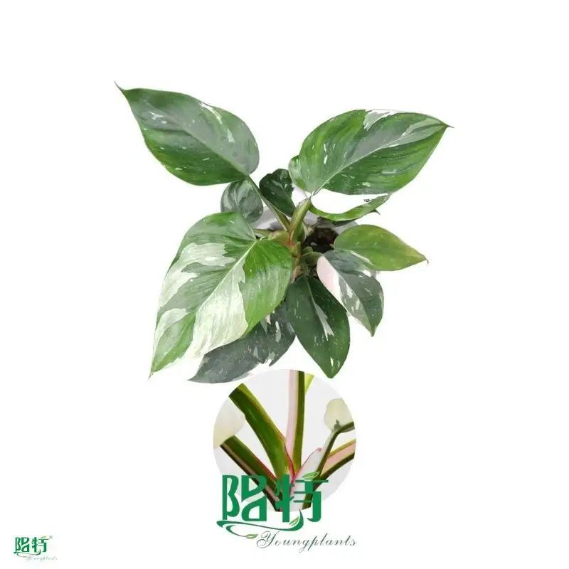 Youngplants |  buy philodendron  1