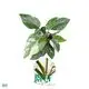 Youngplants |  buy philodendron  1