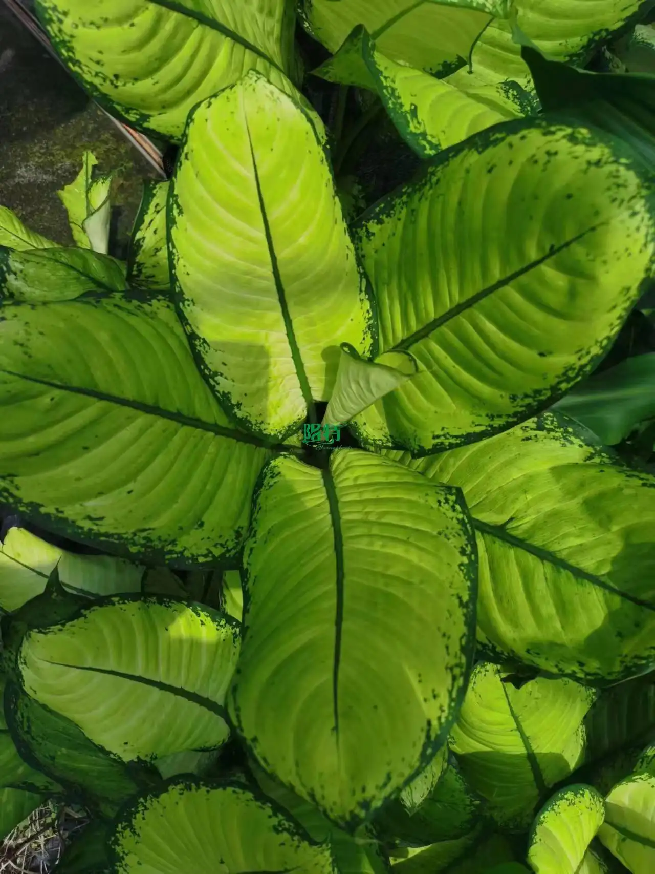 Custom dieffenbachia plant Factory Manufacturer | Youngplants 1