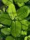 Custom dieffenbachia plant Factory Manufacturer | Youngplants 1