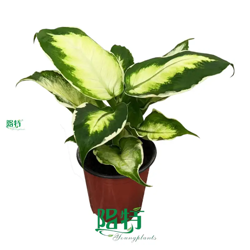 Youngplants | Wholesale dieffenbachia seguine Factory 1