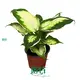 Youngplants | Wholesale dieffenbachia seguine Factory 1