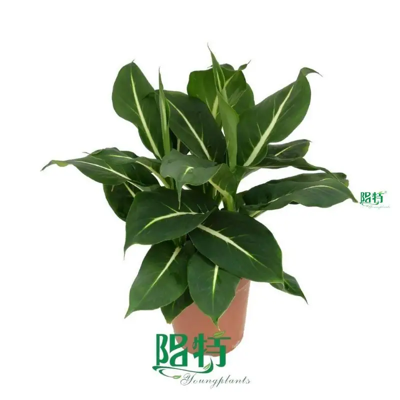 Youngplants |  dieffenbachia oerstedii  1