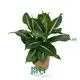 Youngplants |  dieffenbachia oerstedii  1