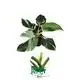 Youngplants | Hot-Sale pink princess seedling Manufacturers 1