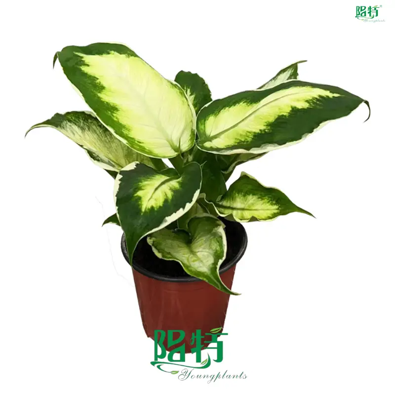 Custom dieffenbachia seguine Manufacturers Manufacturer | Youngplants 1