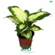 Custom dieffenbachia seguine Manufacturers Manufacturer | Youngplants 1
