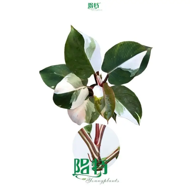 Best pink princess seedling Company | Youngplants 1