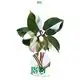 Best pink princess seedling Company | Youngplants 1