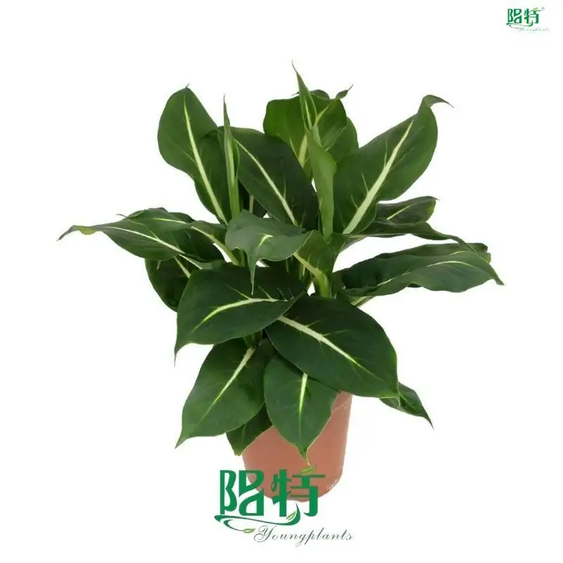 Youngplants |  dieffenbachia seguine  1