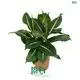 Youngplants |  dieffenbachia seguine  1