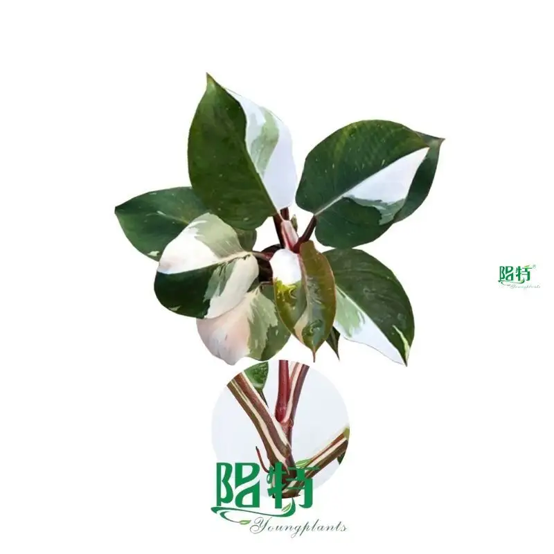  gloriosum seedling  | Youngplants 1