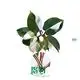  gloriosum seedling  | Youngplants 1