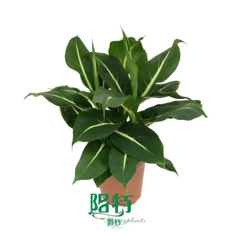 Custom dieffenbachia plant  Manufacturer | Youngplants 1