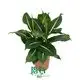 Custom dieffenbachia plant  Manufacturer | Youngplants 1