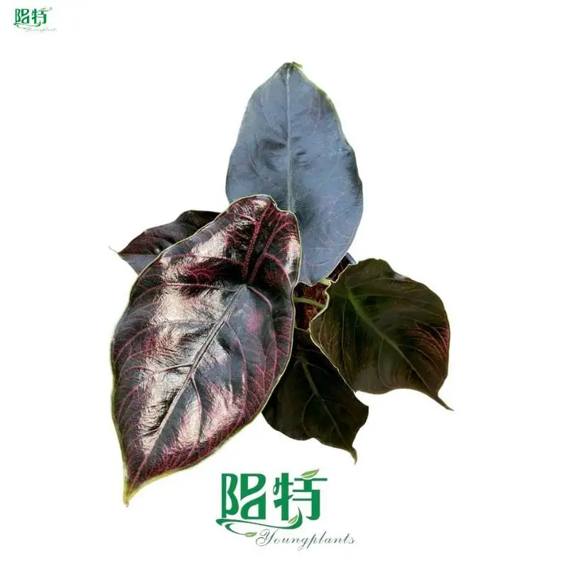 Custom alocasia polly Manufacturers Manufacturer | Youngplants 1
