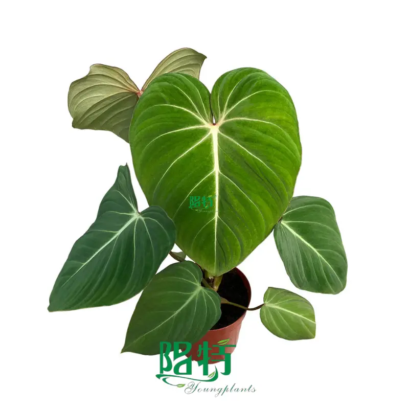 Hot-Sale buy philodendron Factory | Youngplants 1