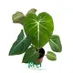 Hot-Sale buy philodendron Factory | Youngplants 1